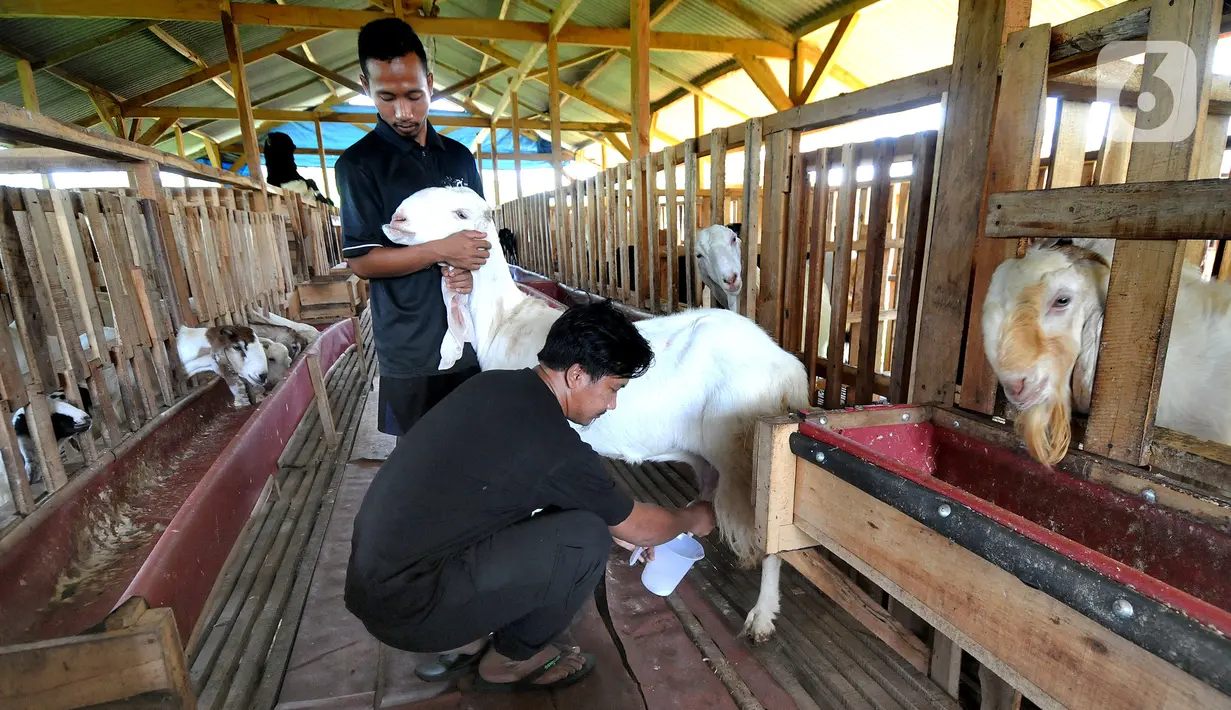 Peternak Fuad Farurahman memerah susu dari kambing peranakan Etawah di Jiwanta Farm, Cibeuteng Udik, Bogor, Jawa Barat, Kamis (8/4/2021). Berawal dari 40 ekor, dalam waktu setahun kambing bertambah menjadi 120 ekor dengan harga sekitar Rp 30 juta. (merdeka.com/Arie Basuki)