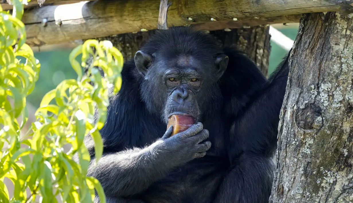 <p>Seekor simpanse mengisap es buah pada hari yang panas, di kebun binatang Roma, di Roma, Italia, Selasa (19/7/2022). Penjaga kebun binatang di Bioparco sering memberi hewan es balok dengan buah atau daging di dalamnya pada hari-hari musim panas. (AP Photo/Andrew Medichini)</p>