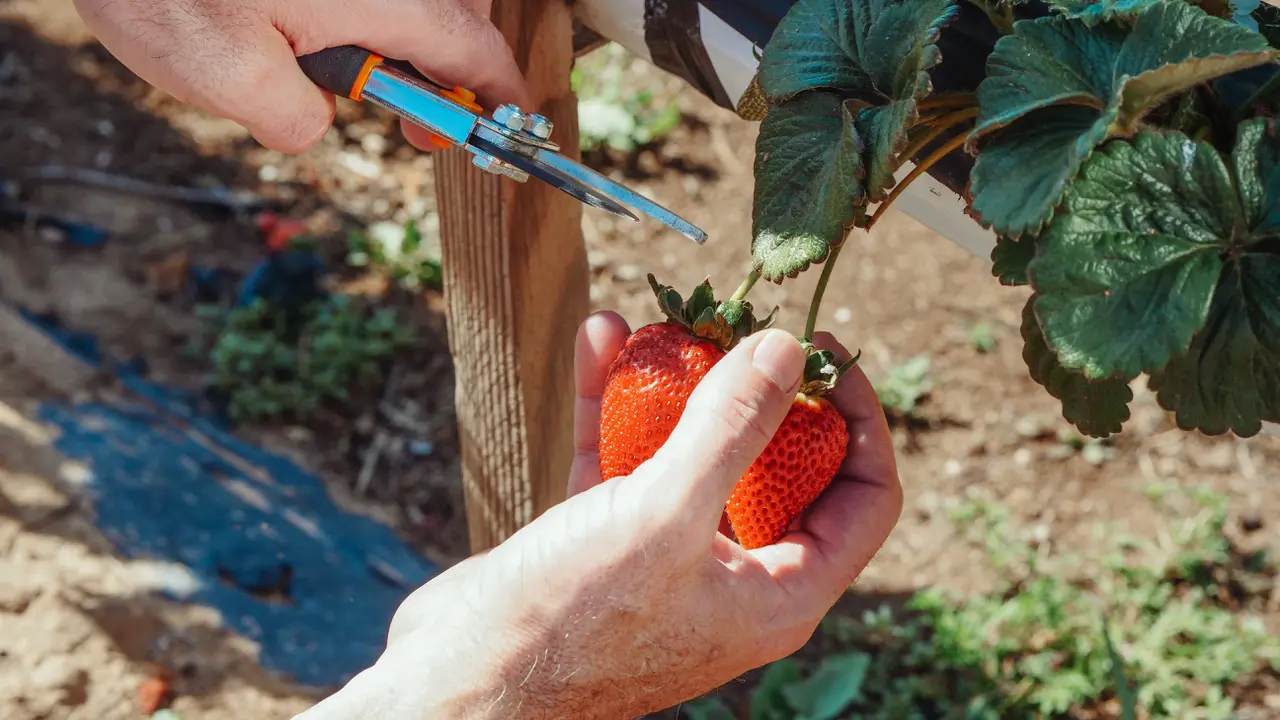 Kebun strawberry