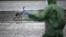Seekor burung bangau berdiri di ladang tempat seorang sukarelawan mengumpulkan bangkai burung bangau yang diduga mati akibat flu burung di dekat Linum, Jerman, pada 24 Oktober 2025. (RALF HIRSCHBERGER/AFP)