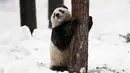 Panda wanita Jin Bao Bao, bernama Lumi dalam bahasa Finlandia bermain salju pada hari pembukaan Resort Snowpanda di Kebun Binatang Ahtari, di Ahtari, Finlandia, (17/2). (Roni Rekomaa / Lehtikuva via AP)