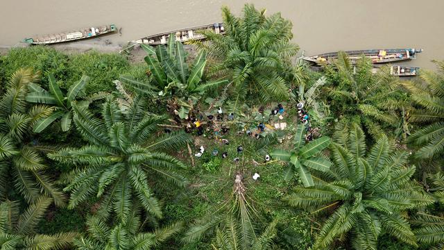 Penebangan Kebun Kelapa Sawit Ilegal di Taman Nasional Gunung Leuser