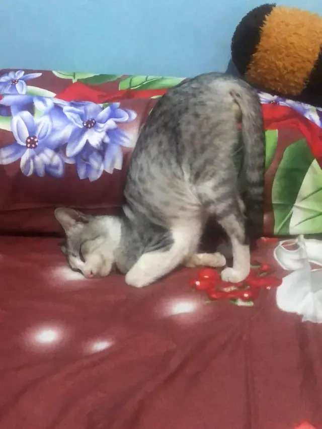 6 Pose Hewan saat Tidur Nungging Ini Bikin Gemas