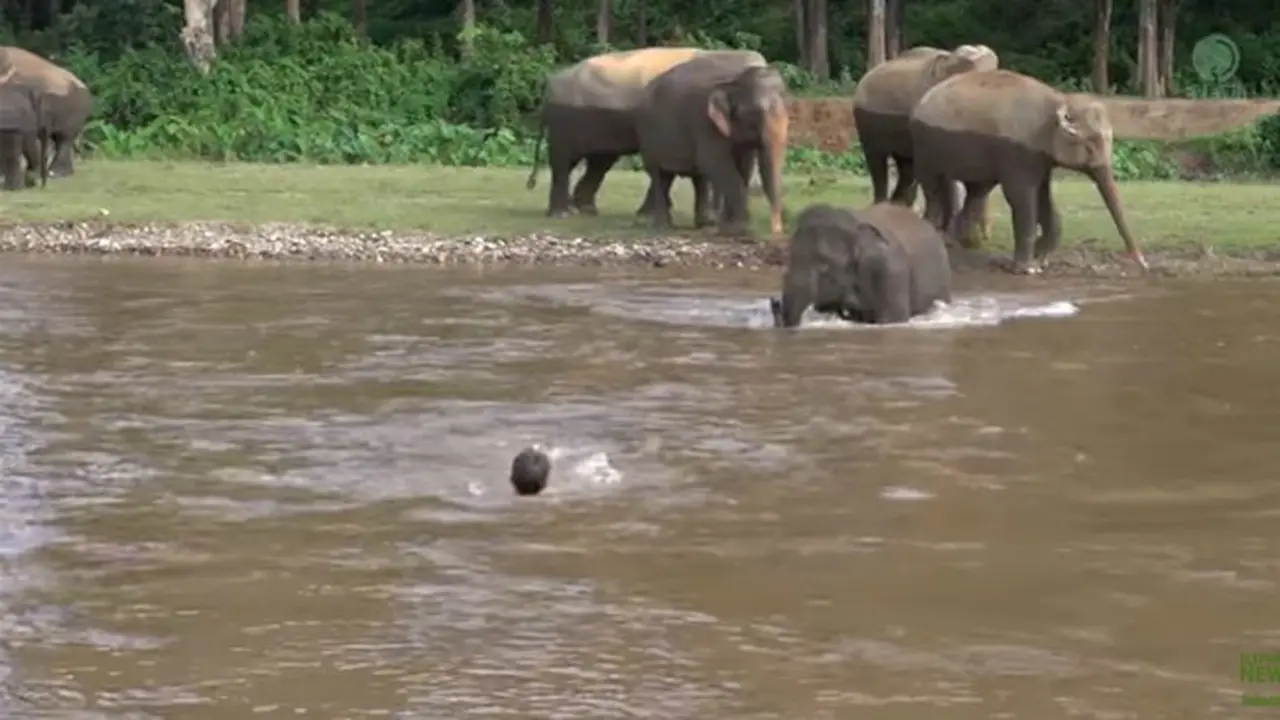 Aksi Dramatis Gajah Selamatkan Orang Tenggelam di Sungai