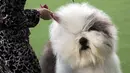 Pemilik menyikat bulu anjing gembala Old English miliknya bernama Let It Go Blu Mtn pada acara Best of Breed selama pertunjukan anjing Westminster Kennel Club di New York, Senin (11/2). (AP Photo/Wong Maye-E)