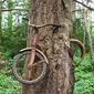 (Images: The Vintage News) Sepeda yang dimakan pohon di Vashon Island, Washington.