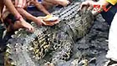 Empat petani bergulat mengalahkan seekor buaya selama delapan jam di Mamuju, Sulbar. Mereka resah karena buaya sepanjang enam meter lebih selalu menghabisi udang dan ikan bandeng. 