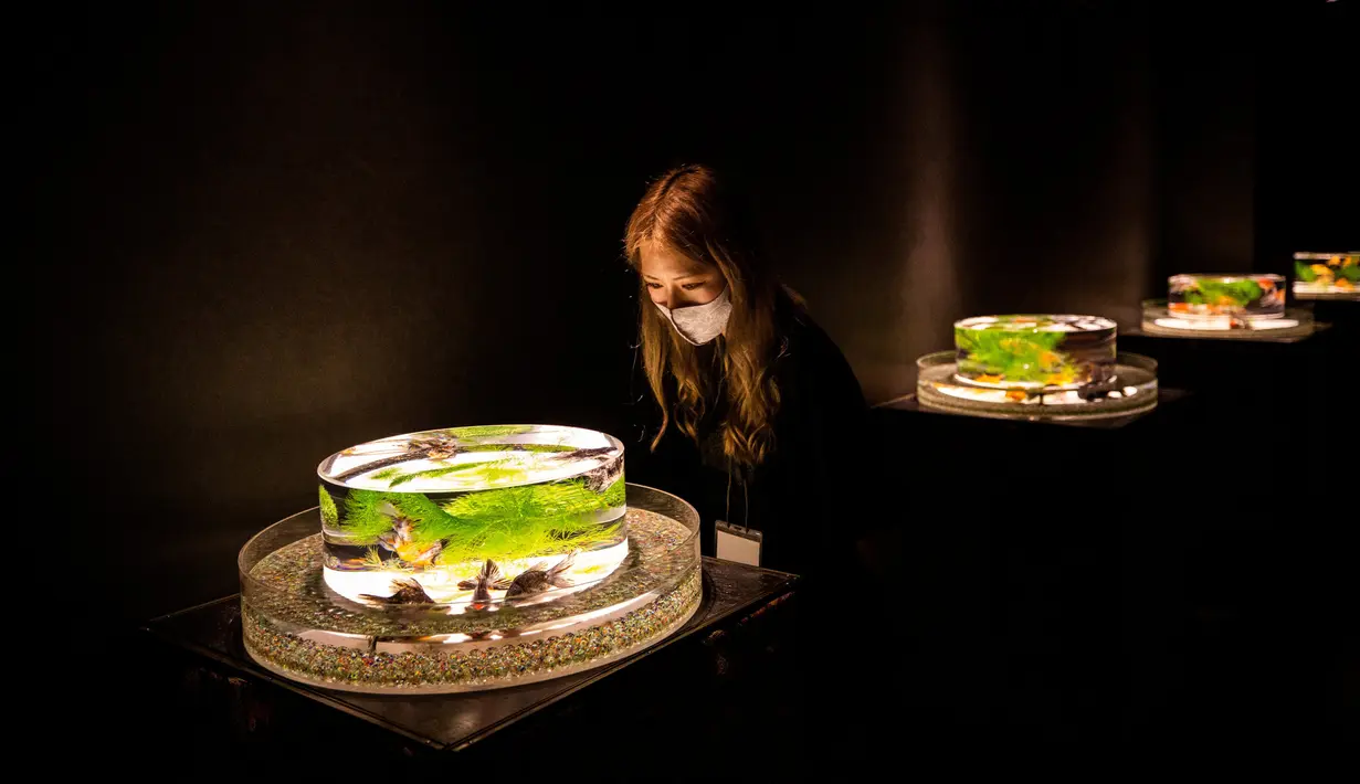 Seorang perempuan dengan masker melihat ikan mas koki dalam akuarium pajangan berjudul A Show of kingyo" selama pratinjau pers pameran Art Aquarium 2020 di Tokyo, Jepang, Kamis (27/8/2020). Art Aquarium kini menampilkan 30 ribu ikan mas yang ditempatkan di tangki-tangki besar. (Behrouz MEHRI / AFP)
