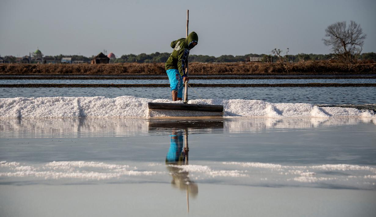 Petani memanen garam di Sidoarjo, Jawa Timur, 16 September 2019. Menurut petani, meningkatnya produksi garam saat musim kemarau dari lima ton menjadi delapan ton per minggu, mengakibatkan harga garam di tingkat petani tradisional untuk kualitas nomor satu menurun. (Juni Kriswanto/AFP)