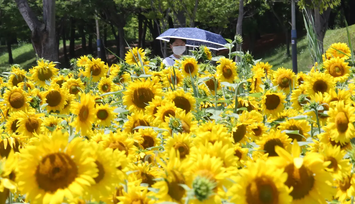 Seorang wanita mengenakan masker untuk membantu melindungi dari penyebaran virus corona baru berjalan melalui bidang bunga matahari di sebuah taman di Ansan, Korea Selatan, Rabu (15/7/2020). (AP Photo/Ahn Young-joon)