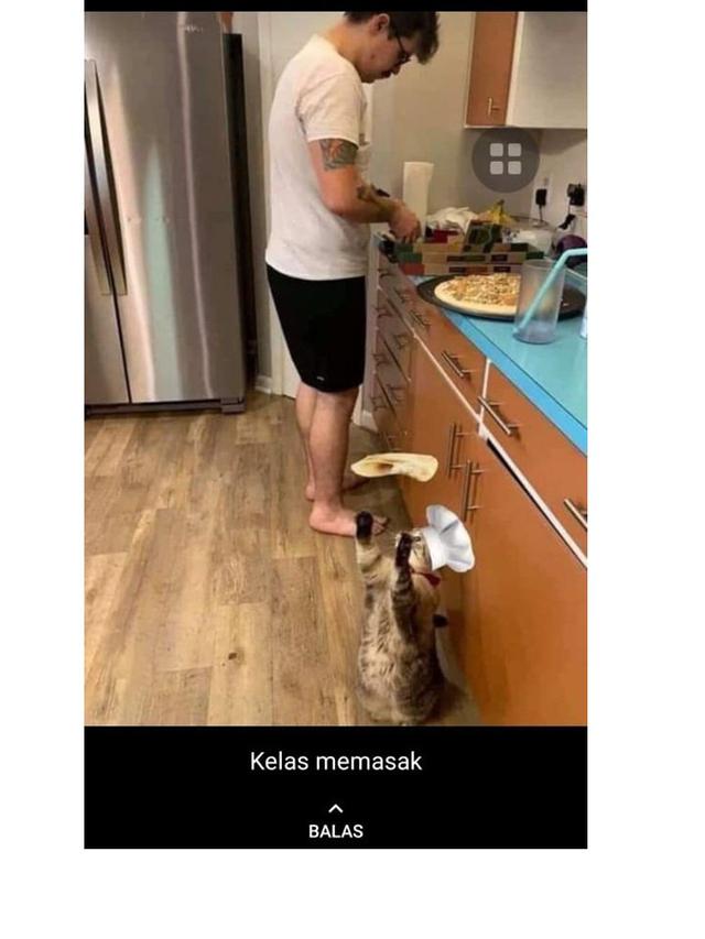 8 Potret Cocoklogi Jika Kucing Ikut Ekstrakurikuler Ini Bikin Gemas