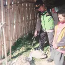 Kambing-Kambing Warga di Lereng Gunung Lawu Mati Misterius