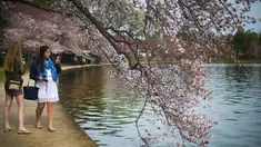 Wisatawan menggunakan kamera ponsel untuk mengambil gambar dari bunga sakura yang mulai mekar di Tidal Basin, Washington DC, Selasa (22/3). (Jim Watson/AFP)