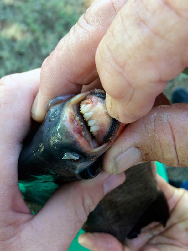 Seorang remaja, Kennedy Smith memperlihatkan ikan dengan gigi mirip gigi manusia yang ditangkapnya di kawasan Danau Fort Cobb, Oklahoma, 22 Juli 2018. (Tyler Howser/Oklahoma Department of Wildlife Services via AP)