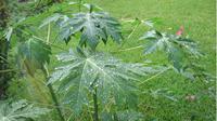 Daun pepaya | Via: isimewa