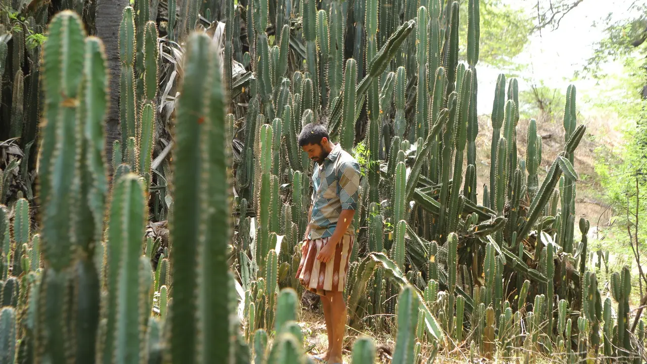 Bison Movie Review: Mari Selvaraj's Inspiring Kabaddi Tale Captivates Audiences and Critics