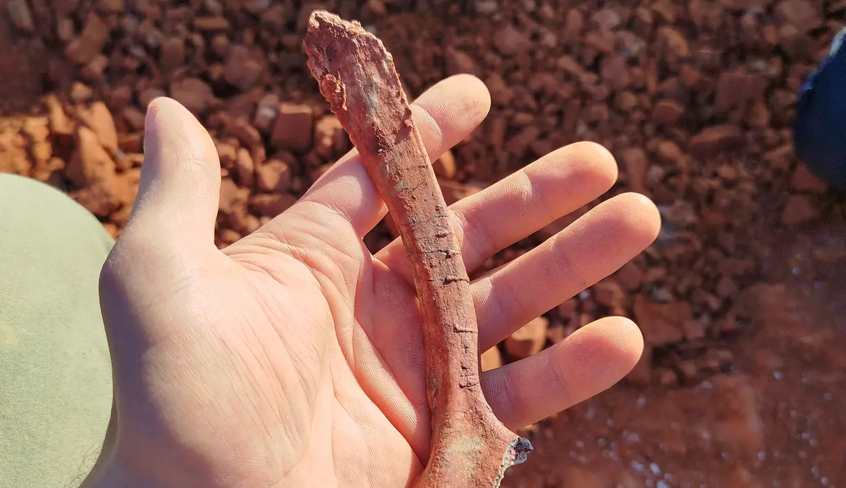 Temuan awal telah menentukan bahwa fosil tersebut adalah spesimen keluarga Herrerasauridae, yang merupakan karnivora berkaki dua dengan ekor panjang yang ditemukan di wilayah Brasil dan Argentina saat ini. (Handout / Federal University of Santa Maria / AFP)