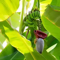 Jantung Pisang / Sumber: Pixabay