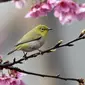 Seekor burung Pleci Jepang (Zosterops Japonicus) bertengger di sebuah pohon di Taipe, Kamis (9/3). Burung Pleci Jepang sering disebut juga sebagai Burung Kacamata. (AFP PHOTO / Sam YEH)