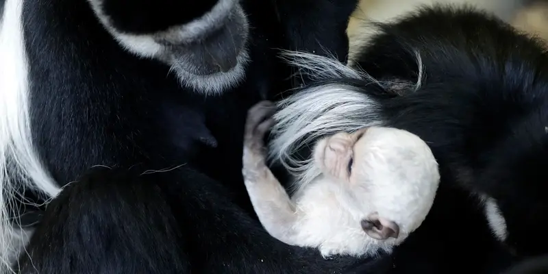 Bayi Guereza Lahir di Kebun Binatang Republik Ceko