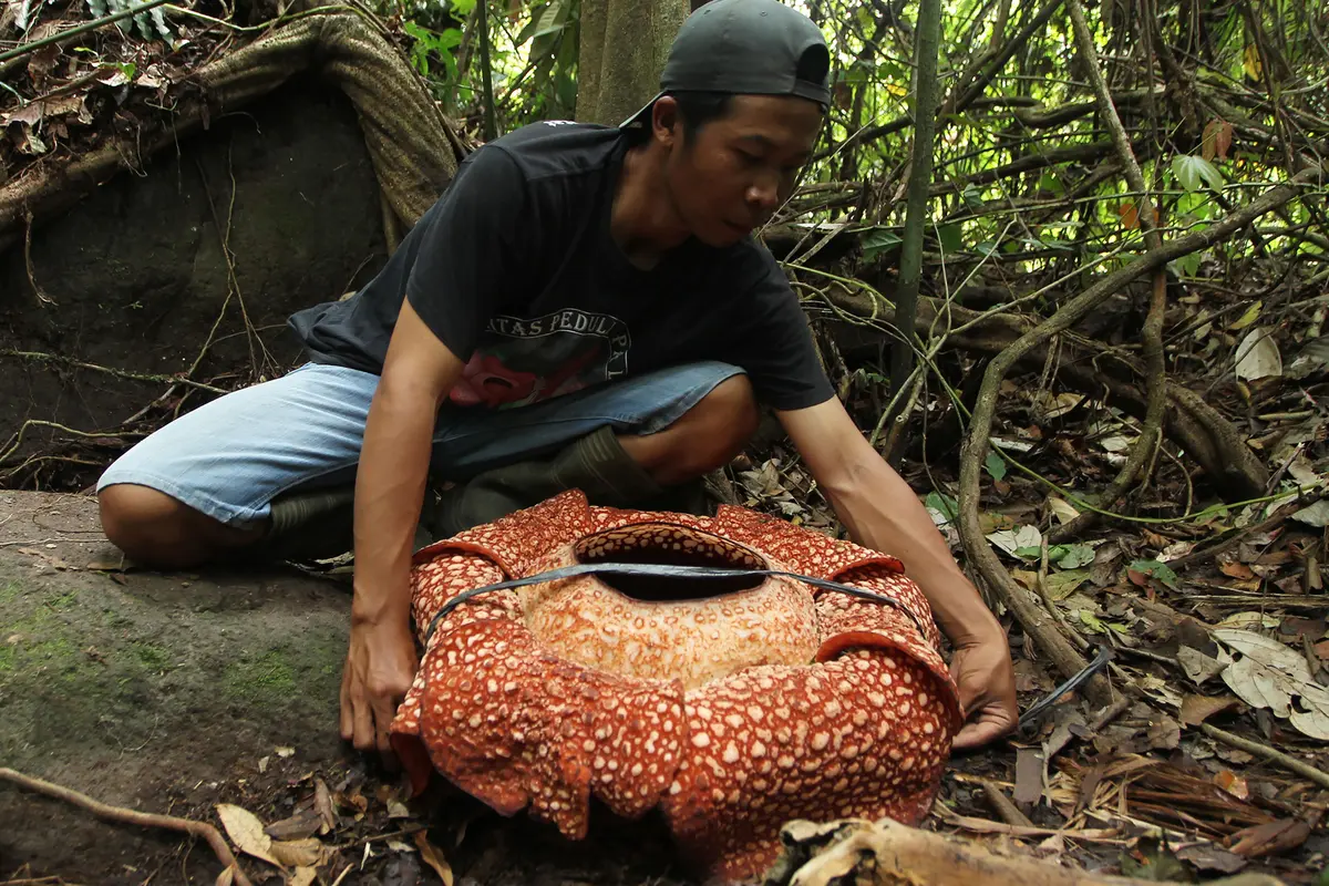 Rafflesia Langka Berkelopak Tujuh Mekar Sempurna