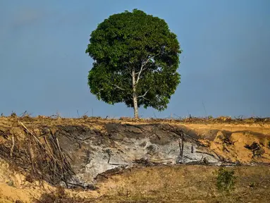 Sebuah pohon tunggal terlihat di area penanaman baru yang telah diratakan dengan buldoser untuk perkebunan kelapa sawit di Lamno, Provinsi Aceh, pada Minggu 18 Januari 2026. Deforestasi di Provinsi Aceh disebut-sebut telah melampaui ambang batas kehilangan tutupan hutan sejak tahun 2007. (CHAIDEER MAHYUDDIN/AFP)