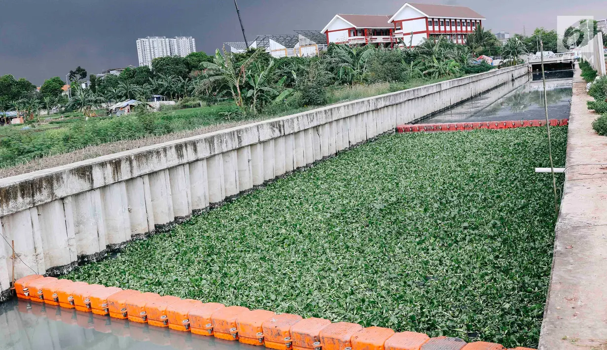 Tumbuhan eceng gondok terlihat di Kali Inlet 3, Tanjung Priok, Jakarta, Selasa (4/12). Tumbuhan eceng gondok mulai ditanam Pemprov DKI sebagai salah satu strategi membersihkan dan menjernihkan sungai di Jakarta Utara. (Liputan6.com/Immanuel Antonius)