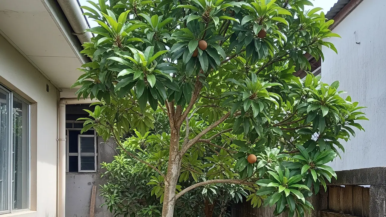 Pohon Buah dengan Batang yang Ramping untuk Lahan Rumah Sempit (Image by Gemini AI)