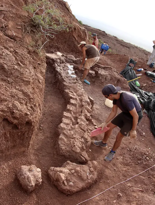 Ahli paleontologi selama penggalian di mana fosil berusia 98 juta tahun ditemukan di barat daya Argentina pada 20 Januari 2021. Potongan tulang fosil besarnya lebih dari 10-20 persen dari Patagotitan mayorum, dinosaurus terbesar yang pernah teridentifikasi. (JOSE LUIS CARBALLIDO/CTyS-UNLaM /AFP)