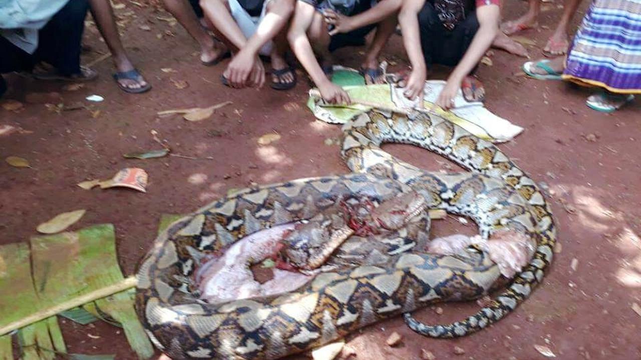 Ular piton yang menelan ibu dua anak