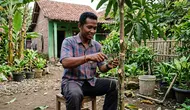Cara Stek Pohon Mangga agar Cepat Berakar untuk Pemula
