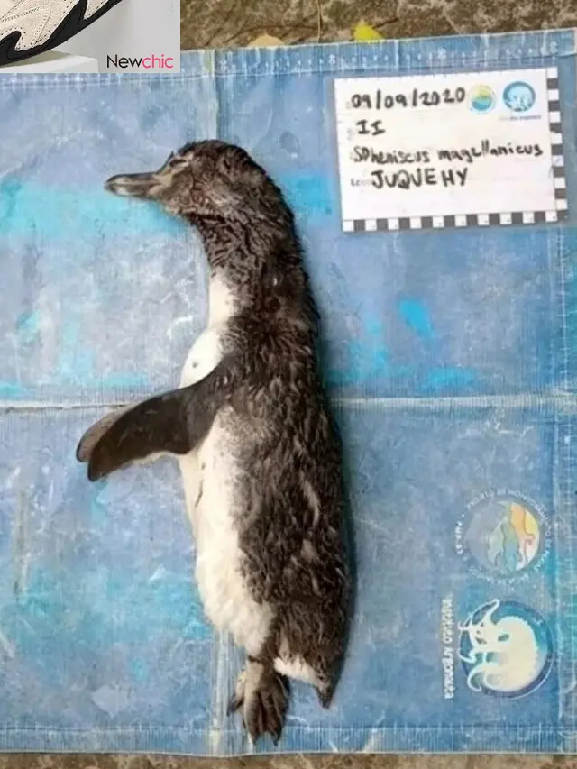 Miris, Nasib Pinguin Ini Tersedak Masker N9 Ketika Sedang Mencari Makanan