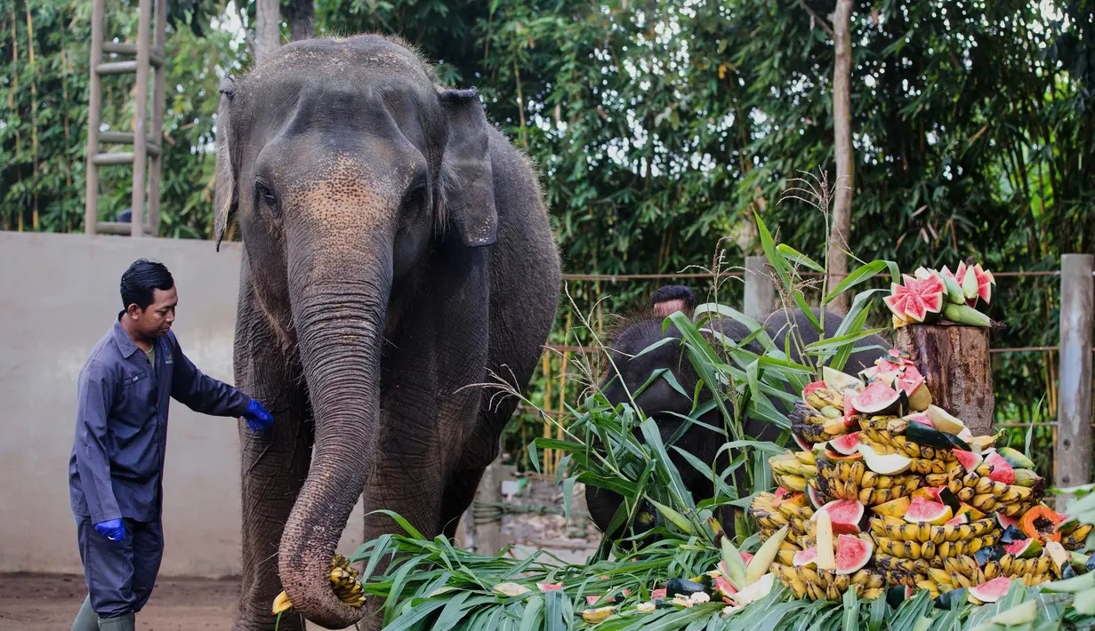 Setiap tanggal 12 Agustus diperingati sebagai Hari Gajah Sedunia, atau World Elephant Day. (AP Photo/Firdia Lisnawati)