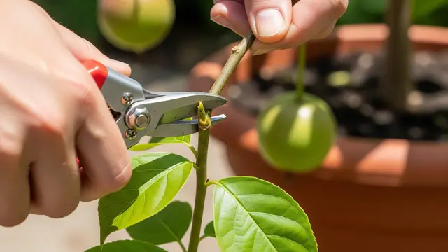 Teknik Pangkas Pucuk untuk Buah Tabulampot