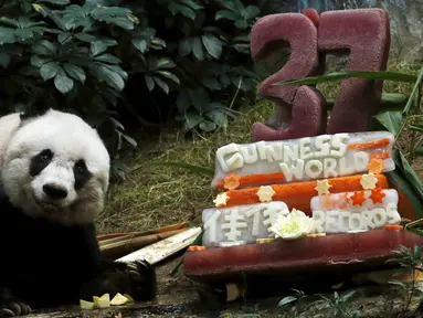 Panda raksasa Jia Jia terlihat di samping kue ulang tahunnya yang terbuat dari es dan sayuran di Hong Kong Ocean Park, China, Selasa, (28/7/2015). Jia masuk  Guinness World Records untuk kategori Panda tertua yang hidup dipenangkaran. (REUTERS/Bobby Yip)