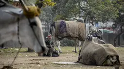 Seorang pria duduk di antara sapi-sapi jantan yang ditutupi dengan karung goni dan selimut di kawasan lama New Delhi, India pada 21 Januari 2020. Hal tersebut untuk melindungi sapi agar tetap hangat selama bulan-bulan musim dingin. (Photo by Sajjad HUSSAIN / AFP)