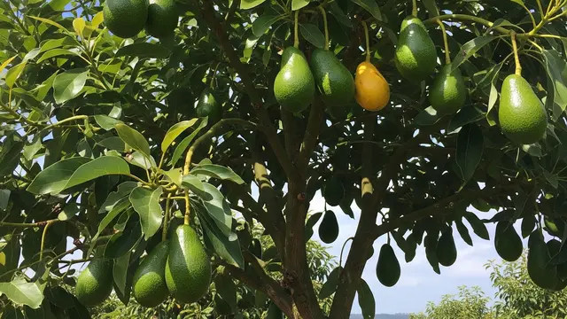 Alpukat Mentega