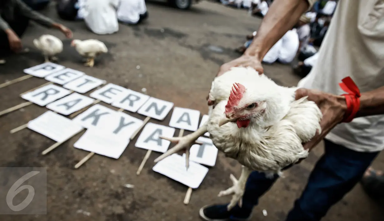 Demonstran membawa seekor ayam saat unjuk rasa depan Istana Merdeka, Jakarta, (1/3). Mereka kecewa terhadap turunnya Harga Pokok Produksi (HPP) pengeluaran modal Rp18.000 sedangkan harga jual hanya Rp10.000 per kilogramnya.  (Liputan6.com/Faizal Fanani) 