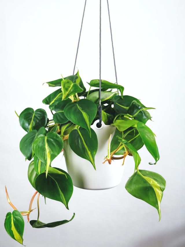 Philodendron hati