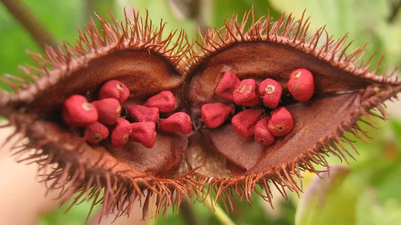 Tumbuhan Mirip Rambutan ini Bisa Cegah Kanker Kulit