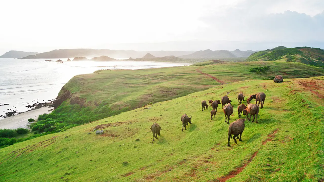 [Bintang] Nusa Tenggara