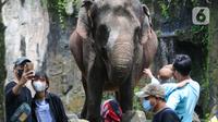 Pengunjung melihat gajah di Taman Margasatwa Ragunan, Jakarta, Senin (28/2/2022). Tempat wisata di Jakarta ramai dikunjungi warga saat libur Isra Miraj 2022. (Liputan6.com/Herman Zakharia)