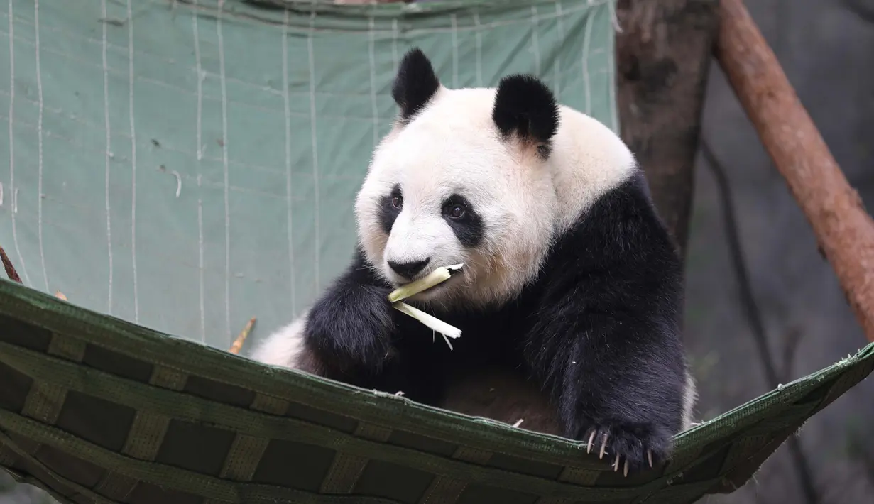 Seekor panda raksasa terlihat di Pusat Penelitian dan Penangkaran Panda Raksasa Chengdu dalam sebuah acara peringatan Hari Panda Internasional di Chengdu, Provinsi Sichuan, China barat daya, pada 27 Oktober 2020. (Xinhua/Xu Bingjie)