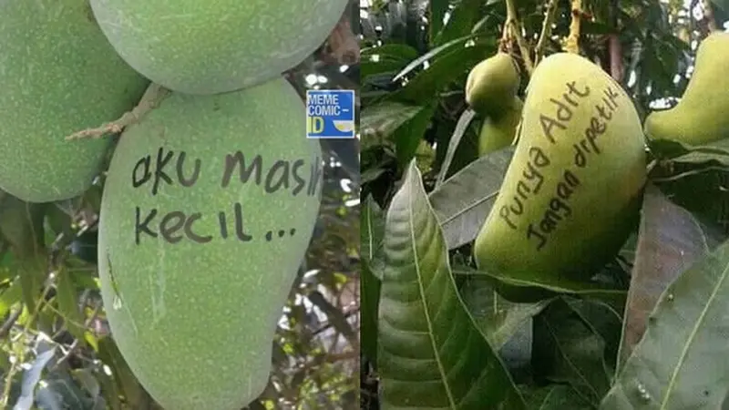 6 Tulisan di Mangga Ini Nyeleneh Banget, Kocak