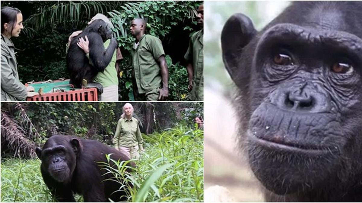 Momen Mengharukan Simpanse Peluk Penyelamatnya Sebelum Kembali Ke Hutan ...