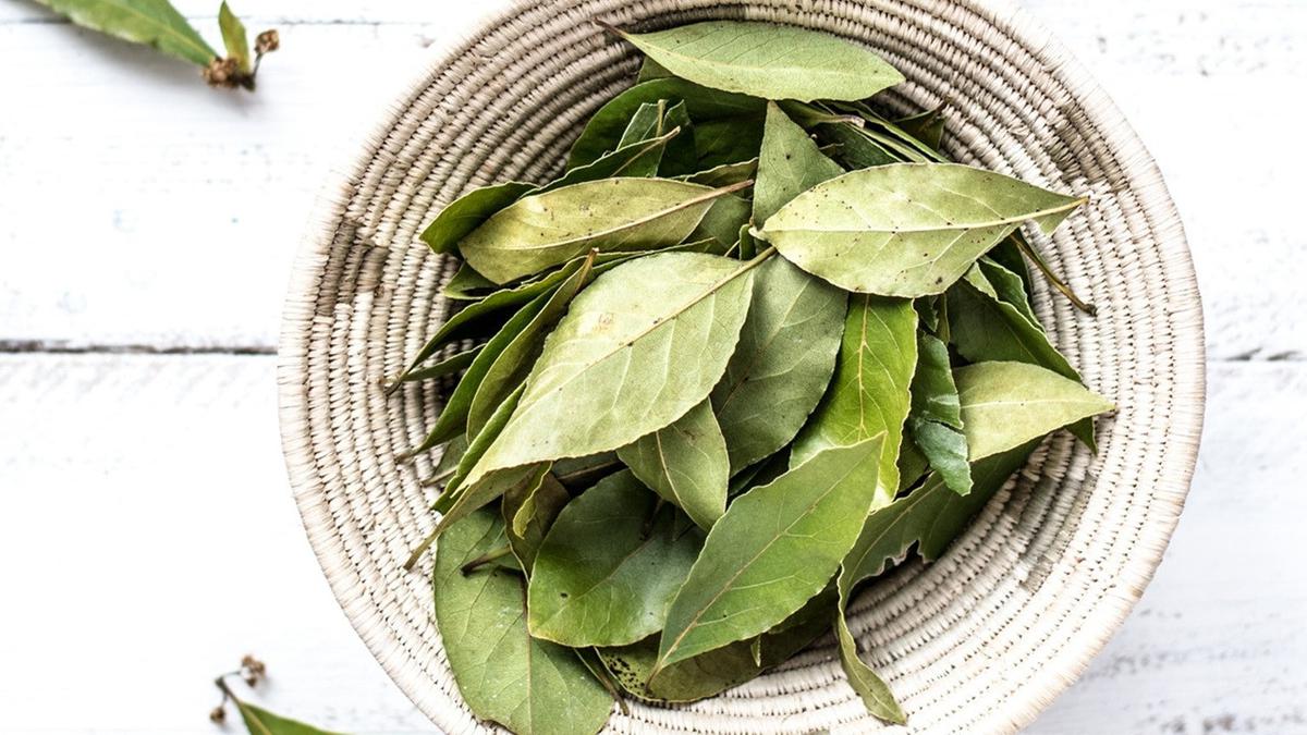 Cara Menggunakan Daun Salam dalam Masakan, Rahasia Aroma Tradisional