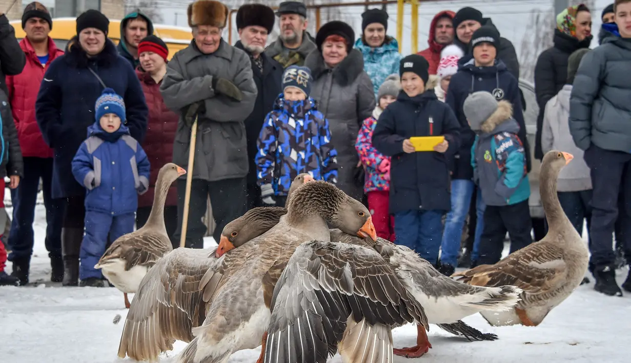 Orang-orang melihat pertarungan angsa tradisional di desa Kalikino sekitar 450 km di luar Moskow, Rusia (17/3). (AFP Photo/Vasily Maximov)