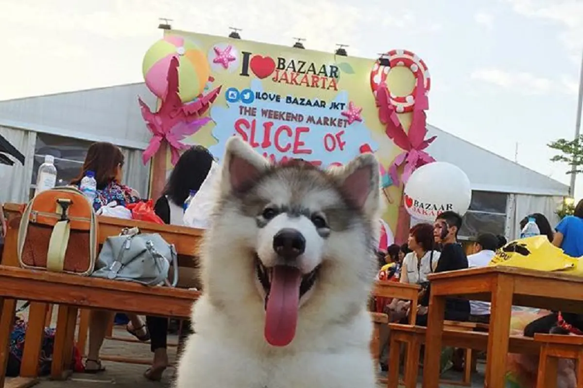 [Bintang] Anjing Elvis