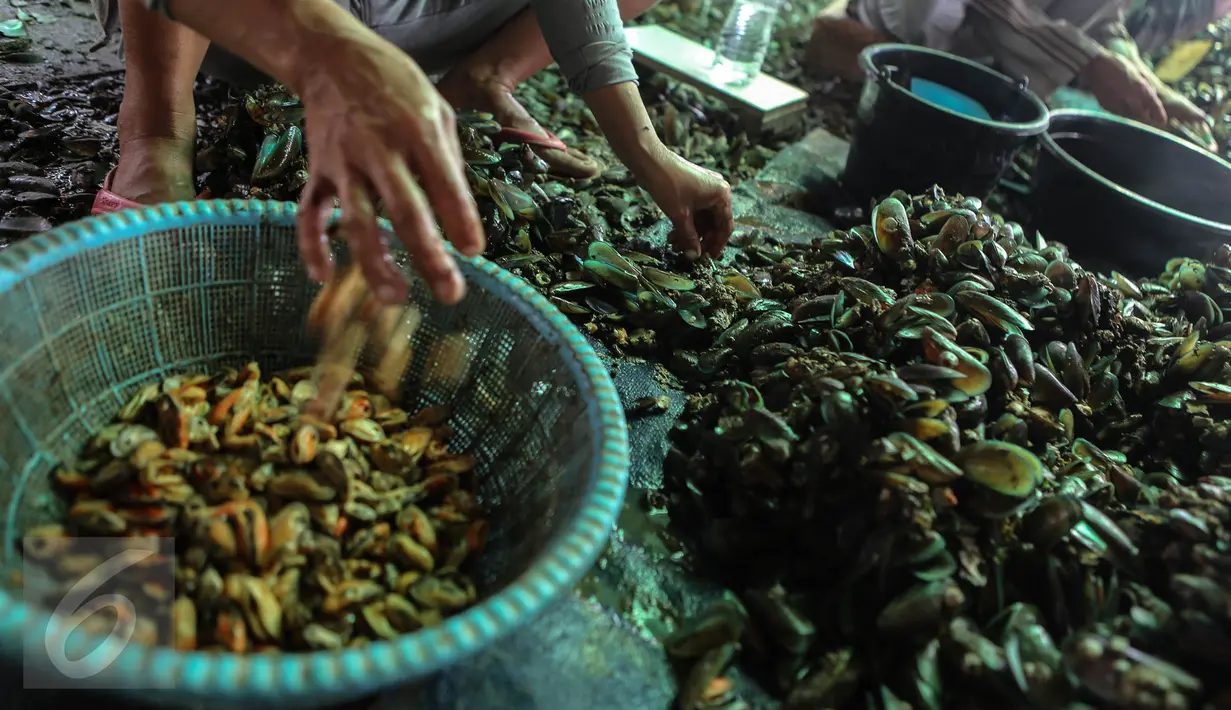 Seorang pekerja mengupas kerang hijau di kawasan Muara Angke, Jakarta, Senin (3/8/2015). Dengan penghasilan rata-rata Rp 30 ribu/hari, para buruh pengupas kerang hijau tersebut harus cukup memenuhi kebutuhan hidup keluarganya. (Liputan6.com/Faizal Fanani)