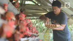 Peternak mengumpulkan telur ayam ras di peternakannya di Kampung Kebon Kopi, Pengasinan, Bogor, Kamis  (15/12/2022). Menurut peternak setempat, kenaikan harga telur di tingkat peternak disebabkan tingginya permintaan pasar jelang perayaan Natal dan Tahun Baru. (merdeka.com/Arie Basuki)